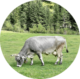 gray cow on the meadow